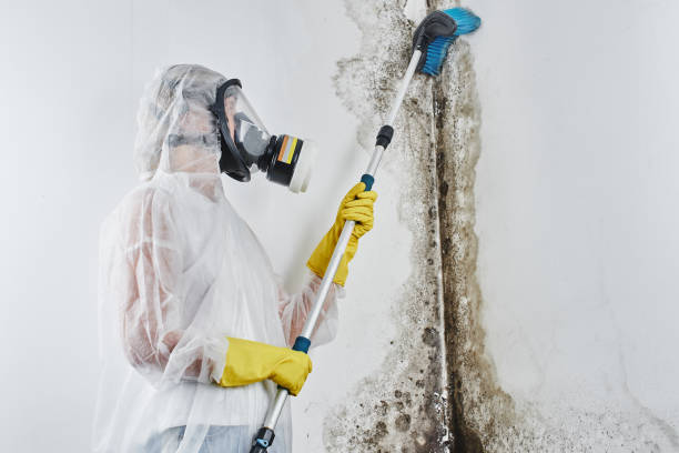 Certified Mold Removal in Belvidere, NJ