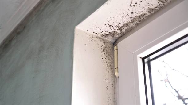 Best Attic Mold Removal  in Belvidere, NJ