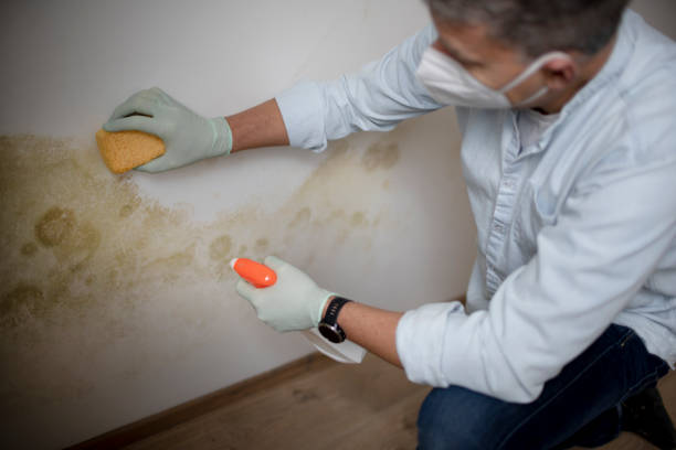 Best Affordable Mold Removal  in Belvidere, NJ