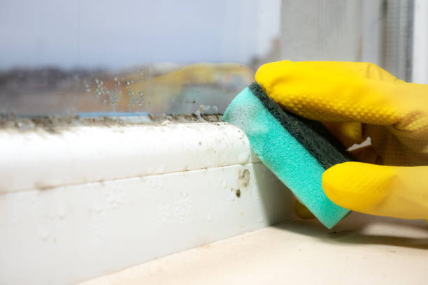 Crawl Space Mold Removal in Belvidere, NJ