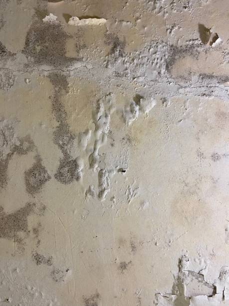 Best Mold Testing  in Belvidere, NJ