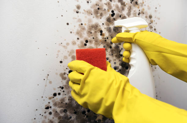 Best Certified Mold Removal  in Belvidere, NJ