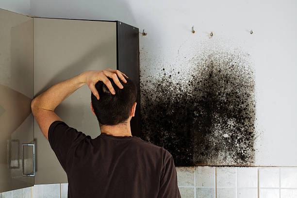 Belvidere, NJ Mold Removal Company