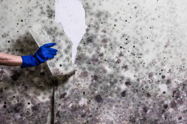 Best Fast Mold Removal  in Belvidere, NJ